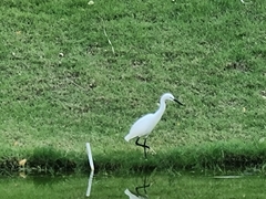 Egretta garzetta