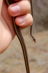 Salvadora hexalepis virgultea