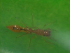 Synemosyna petrunkevitchi