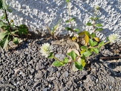 Gomphrena
