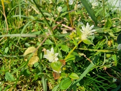 Gomphrena