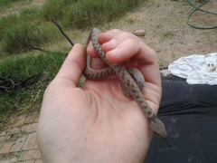 Hypsiglena chlorophaea