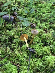 Cortinarius thiersii