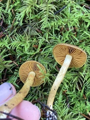 Cortinarius thiersii