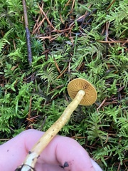 Cortinarius thiersii