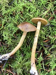 Cortinarius thiersii