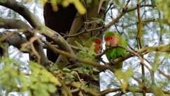 Agapornis roseicollis