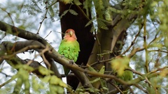 Agapornis roseicollis