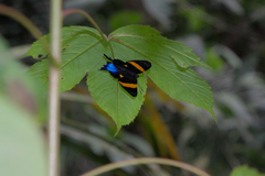 Ancyluris inca