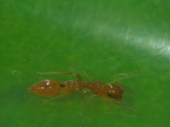 Synemosyna petrunkevitchi