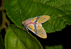 Idalus admirabilis