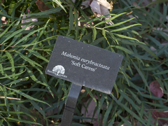 Berberis ganpinensis