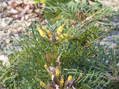 Berberis ganpinensis