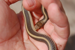 Salvadora hexalepis virgultea