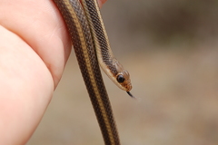 Salvadora hexalepis virgultea