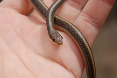 Salvadora hexalepis virgultea