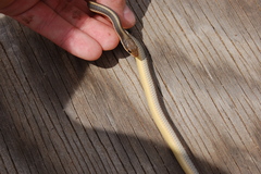 Salvadora hexalepis virgultea