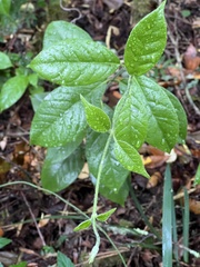 Elytropus chilensis