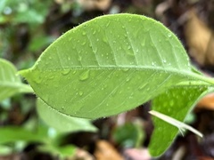 Elytropus chilensis