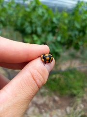 Botanochara angulata