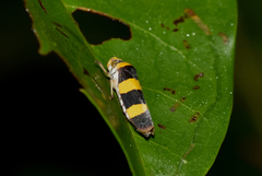 Pseudometopia transversa