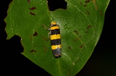 Pseudometopia transversa