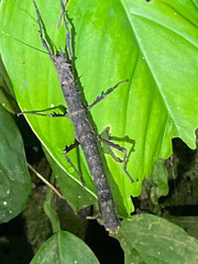 Creoxylus