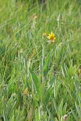 Arnica chamissonis foliosa