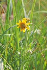 Arnica chamissonis foliosa