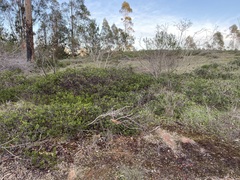 Arctostaphylos hookeri