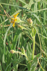 Arnica chamissonis foliosa
