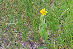 Arnica chamissonis foliosa