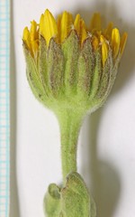 Arnica chamissonis foliosa