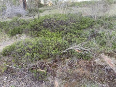 Arctostaphylos hookeri