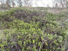 Arctostaphylos hookeri