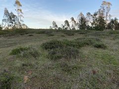 Arctostaphylos hookeri