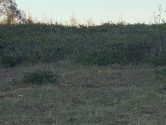 Arctostaphylos hookeri