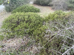 Arctostaphylos hookeri