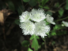 Phacelia fimbriata