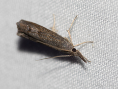 Neodactria caliginosellus