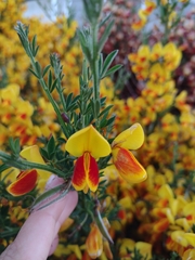 Cytisus scoparius