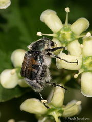 Trichiotinus affinis