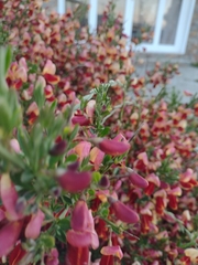 Cytisus scoparius