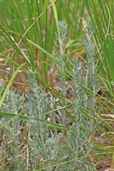 Artemisia carruthii