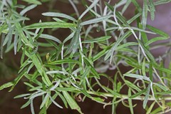 Artemisia carruthii