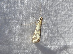 Metallarcha tetraplaca
