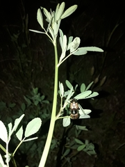 Anomala testaceipennis