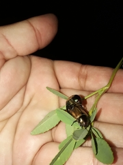 Anomala testaceipennis