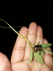 Anomala testaceipennis