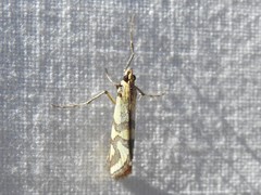 Metallarcha tetraplaca